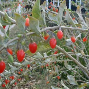 Red Goji